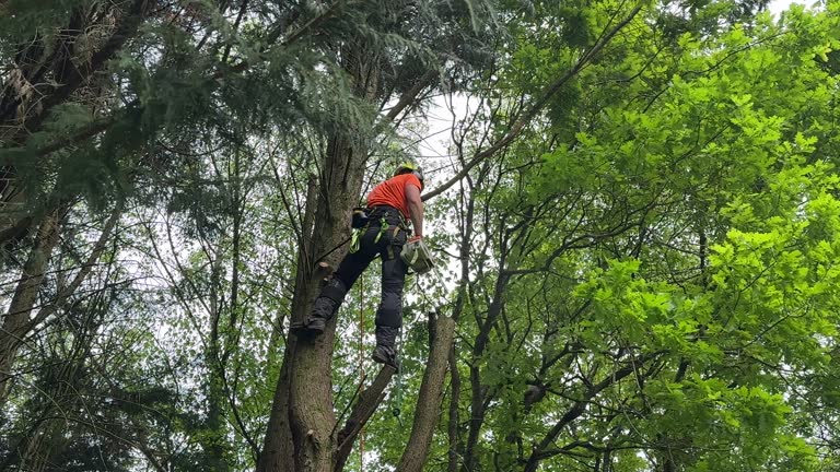 Best Tree Health Inspection  in Coatesville, PA