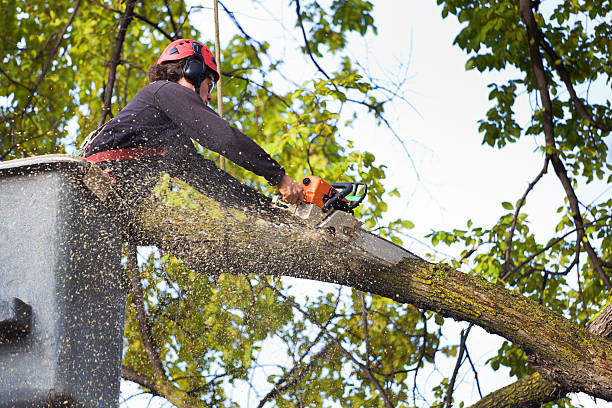 Reliable Coatesville, PA Tree Services Solutions