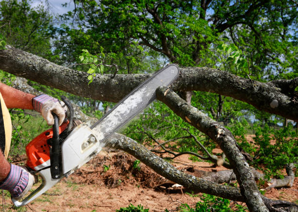 Best Seasonal Cleanup (Spring/Fall)  in Coatesville, PA