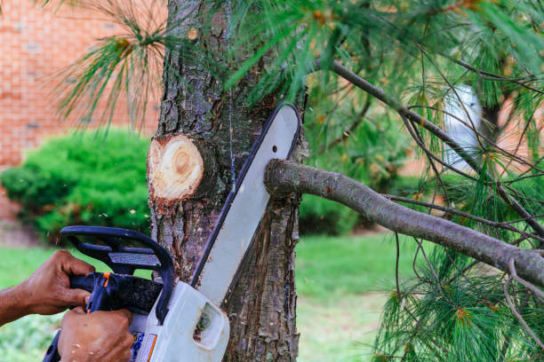 Best Tree Maintenance Programs  in Coatesville, PA